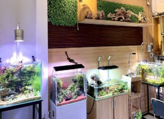 10+ cửa hàng thuỷ sinh Đà Nẵng giá rẻ đẹp & chất lượng nhất Thủy sinh Đà Nẵng