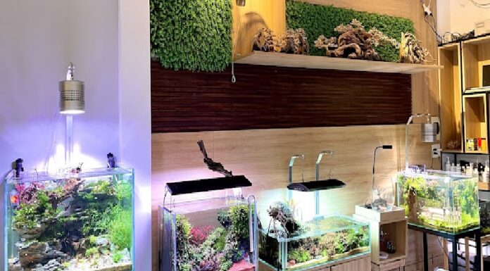 Thủy sinh Đà Nẵng