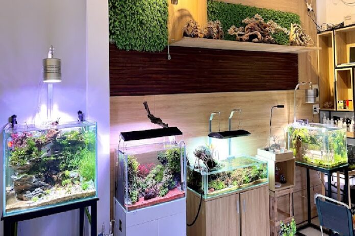 Thủy sinh Đà Nẵng